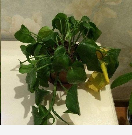 黃金葛根壞死了怎麼辦？如何預防？-陽臺花園菜園的回答