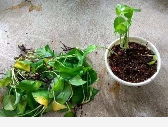 黃金葛根壞死了怎麼辦？如何預防？-科學種植小能手的回答