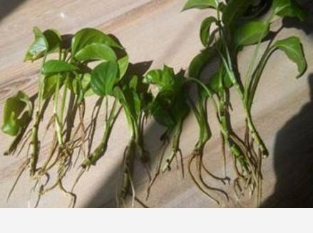 黃金葛根壞死了怎麼辦？如何預防？-科學種植小能手的回答