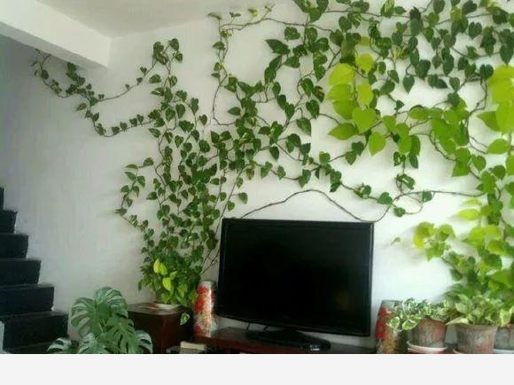 王姨家的黃金葛，6個月爬滿「電視牆」，葉子「油綠」有光澤