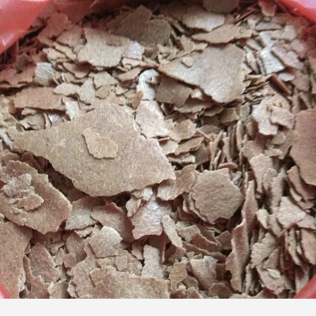 王姨家的黃金葛，6個月爬滿「電視牆」，葉子「油綠」有光澤