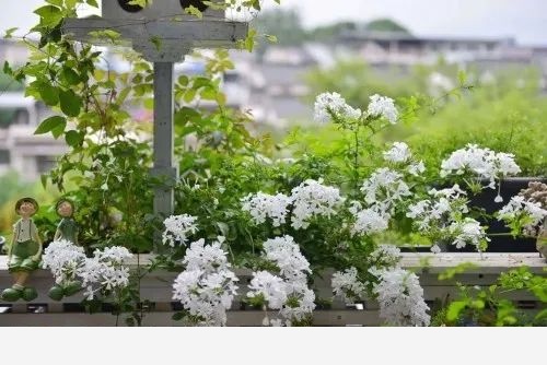 蟲兒的花園