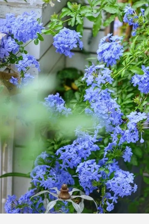 蟲兒的花園