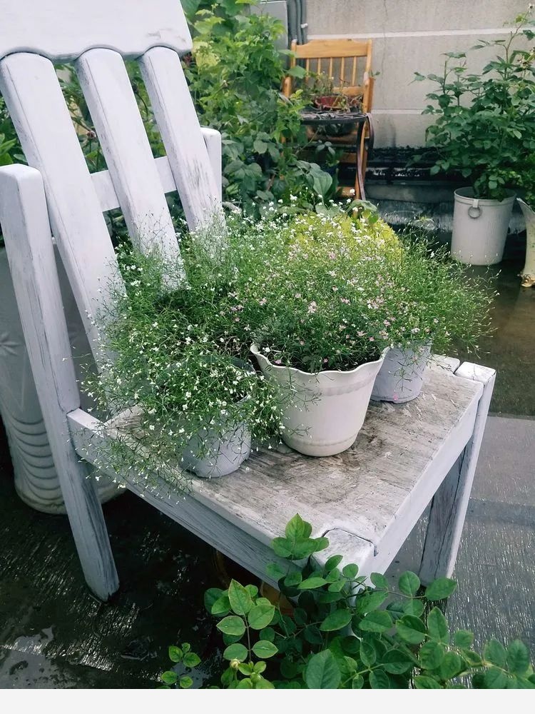 默慕花草的花園生活！