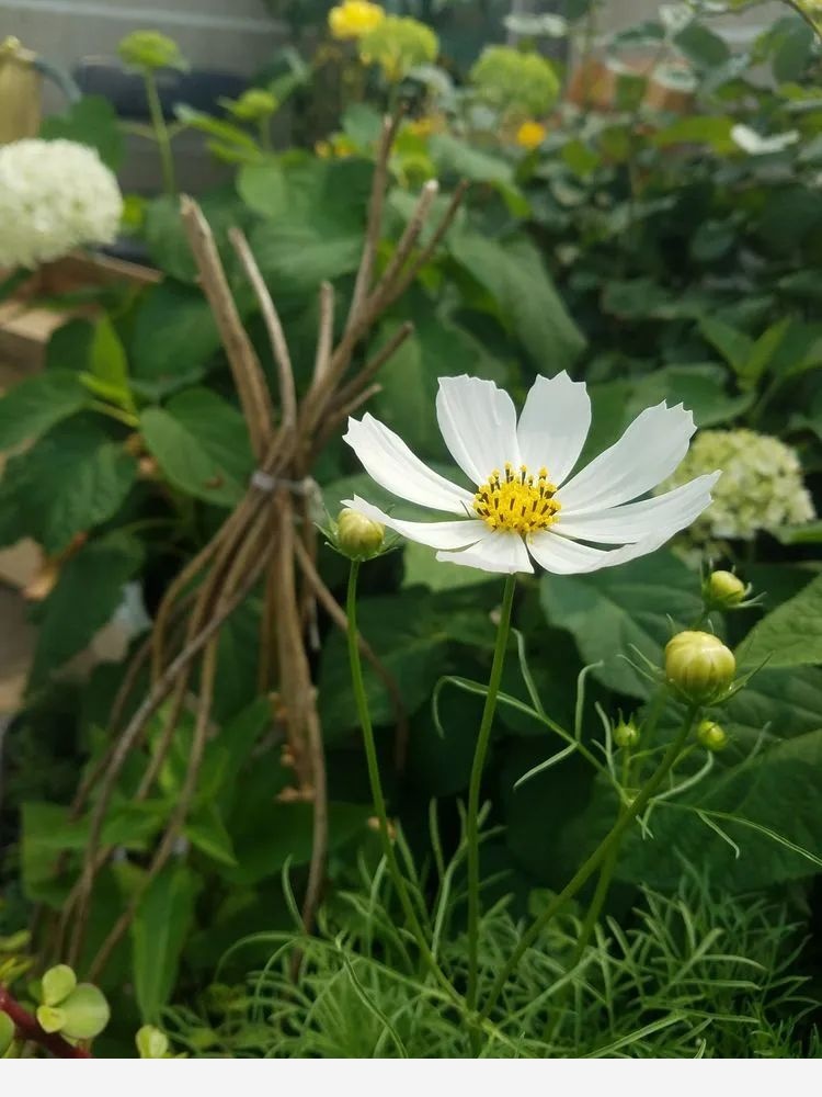 默慕花草的花園生活！