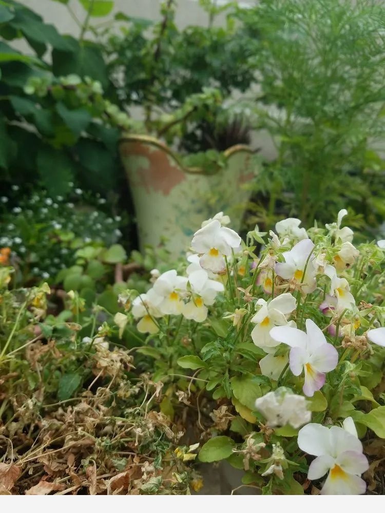 默慕花草的花園生活！