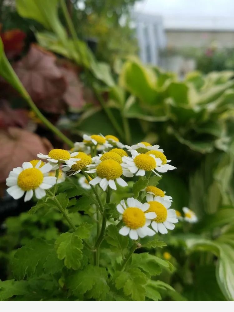 默慕花草的花園生活！