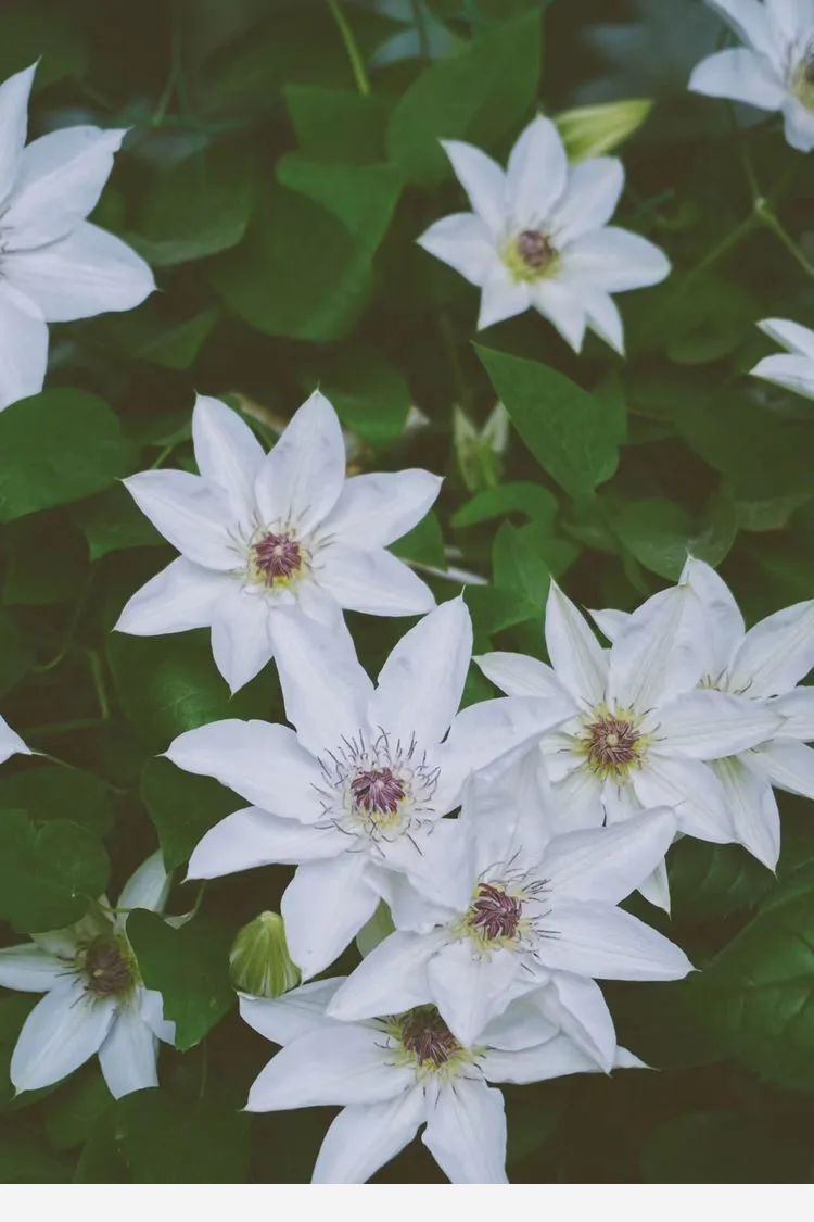 陌上小園的花草時光