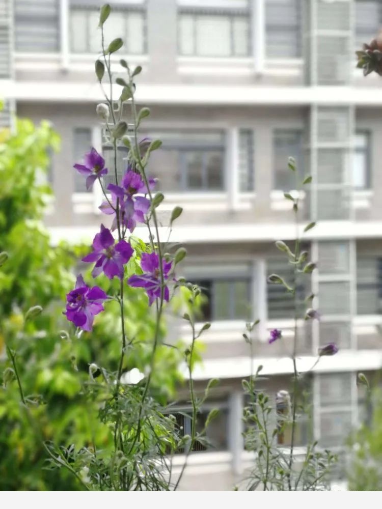 添馨曉園四季花賞