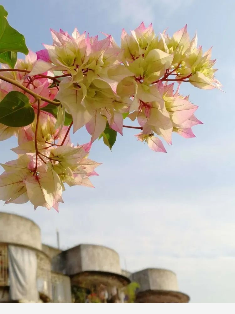 添馨曉園四季花賞