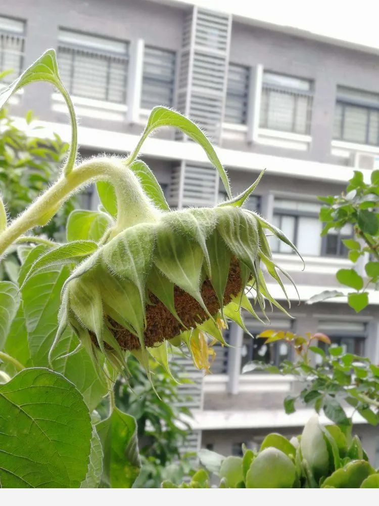 添馨曉園四季花賞