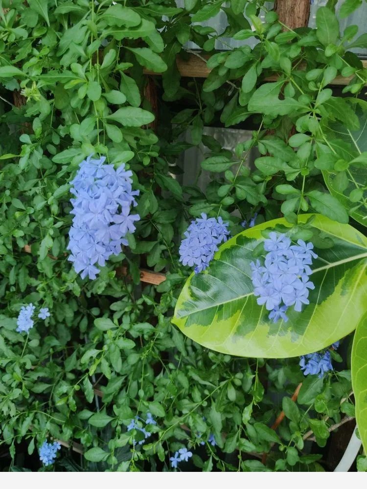 （粽子）的陽臺花園