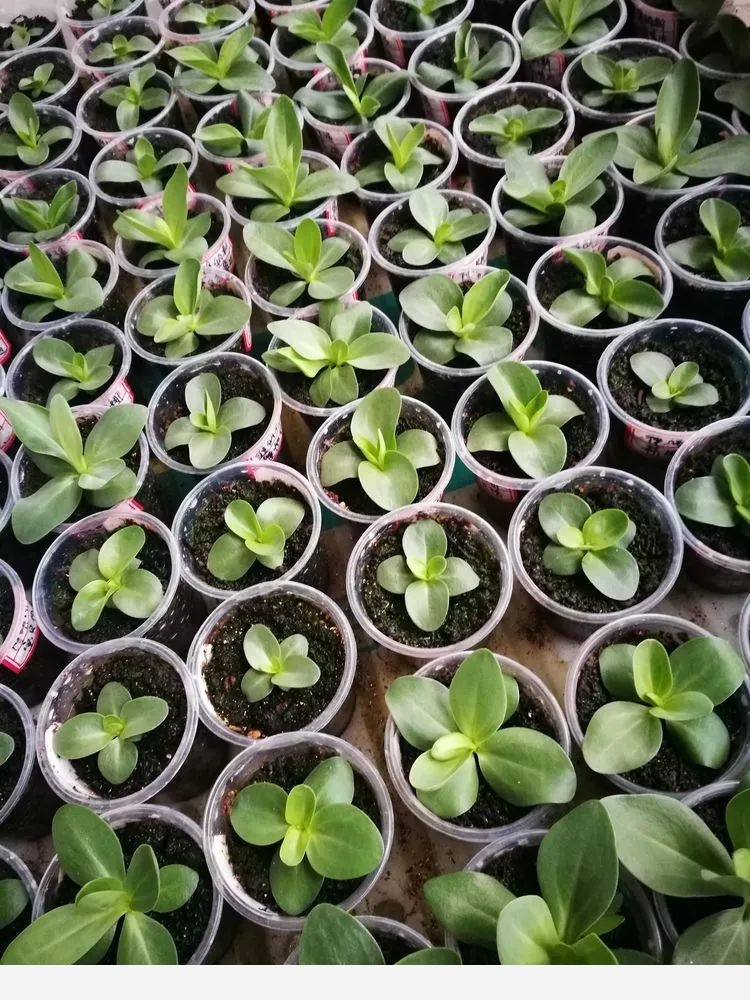 一花一世界