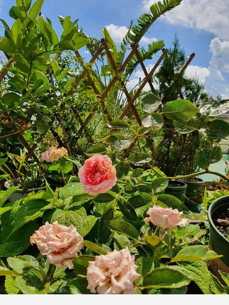 梅子的御花園