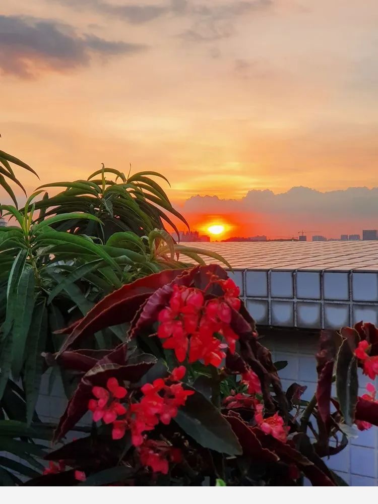 梅子的御花園