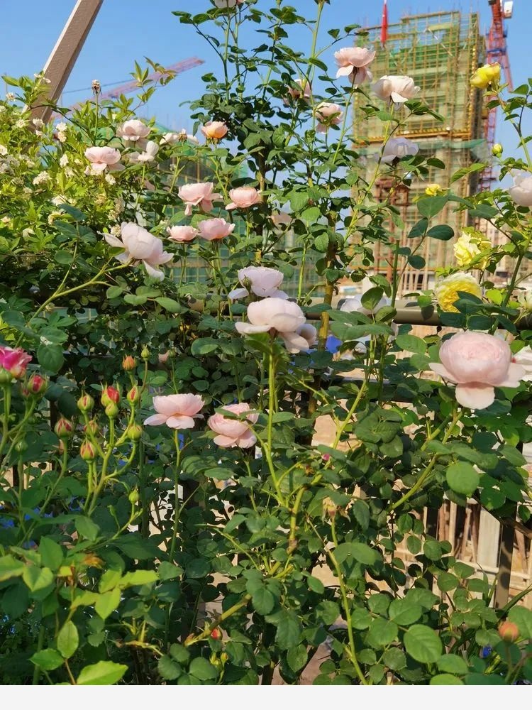 拾芳園花匠小白造園記