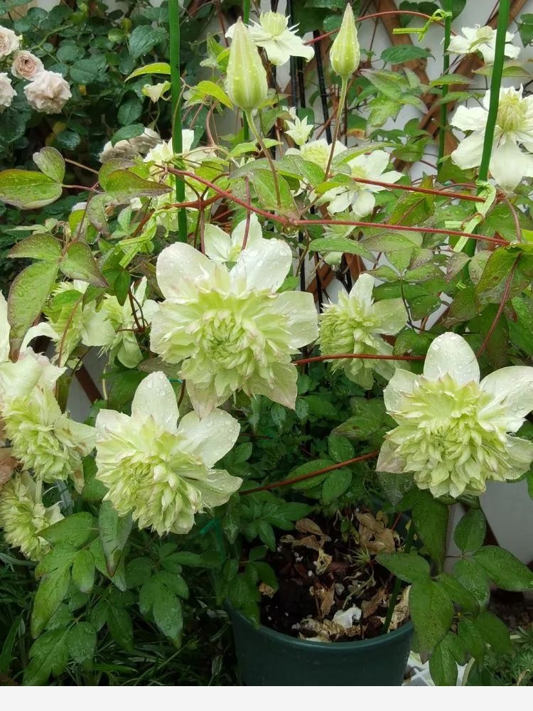 拾芳園花匠小白造園記