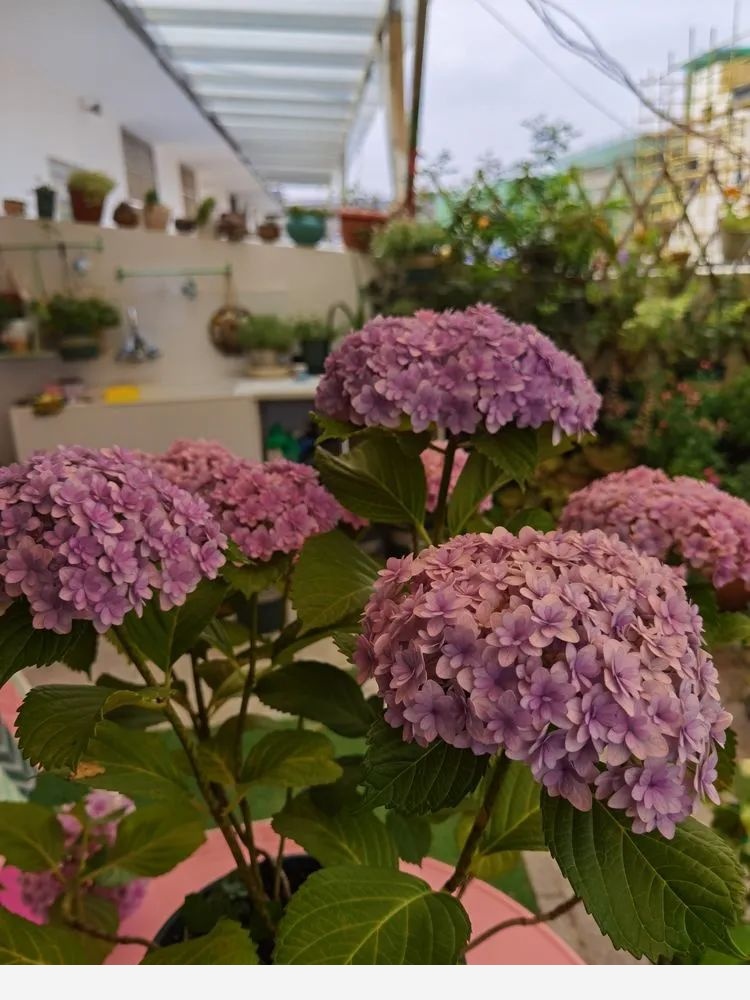 拾芳園花匠小白造園記