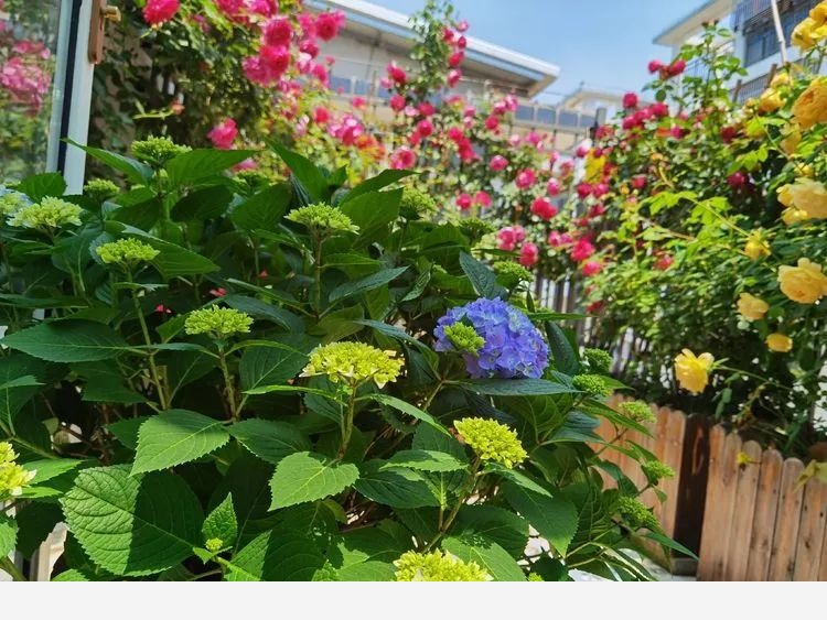 拾芳園花匠小白造園記