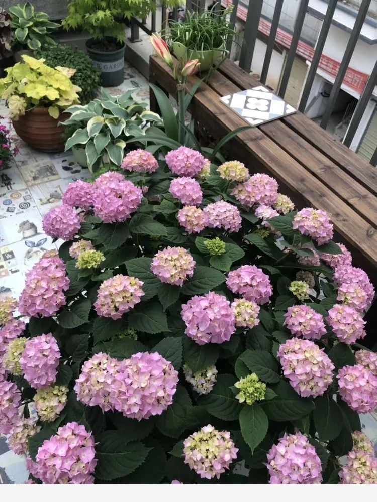 拾芳園花匠小白造園記