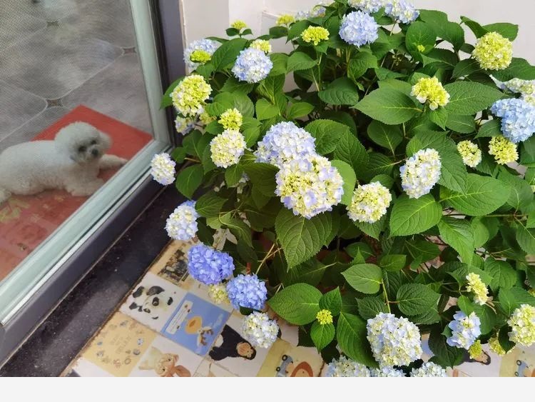 拾芳園花匠小白造園記