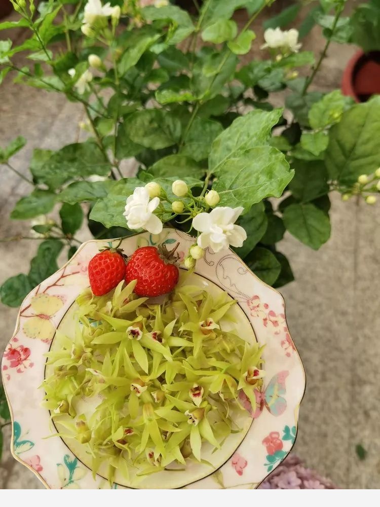 拾芳園花匠小白造園記