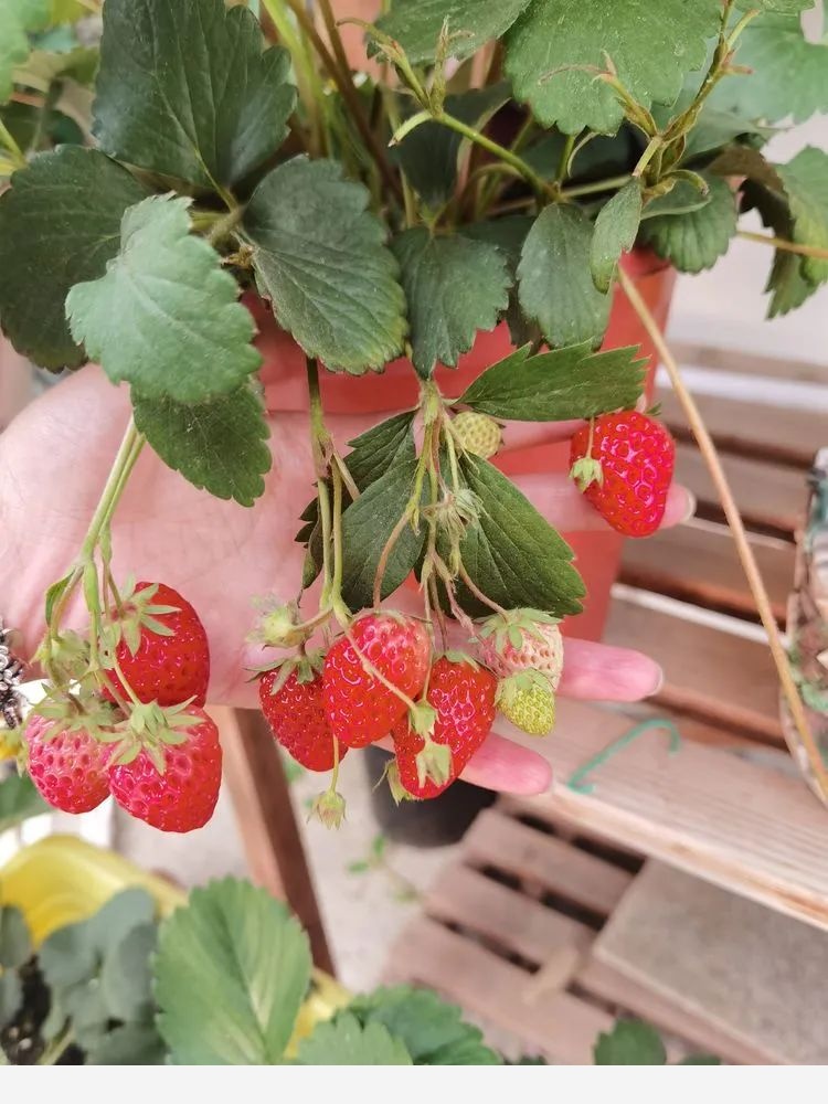 拾芳園花匠小白造園記