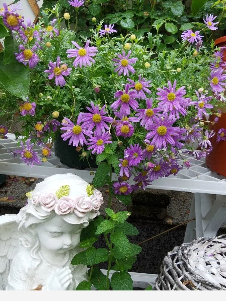 拾芳園花匠小白造園記