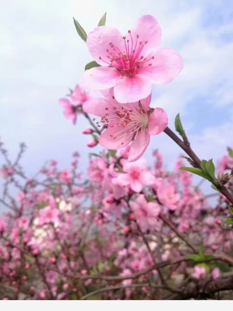 施姐的空中花園