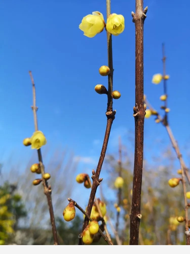 施姐的空中花園