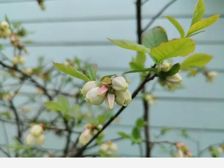 芳草園