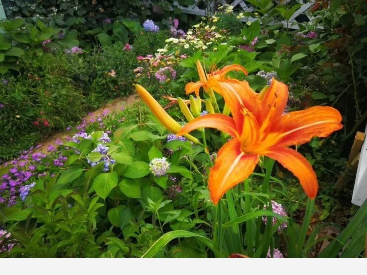 芳草園