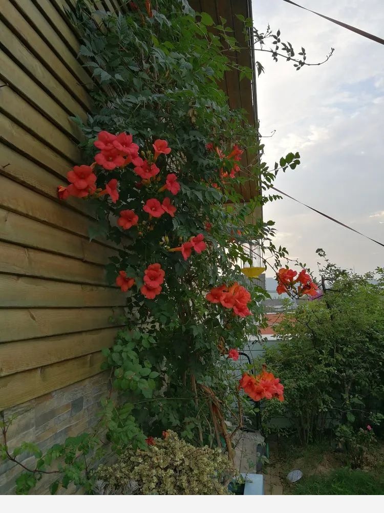 芳草園