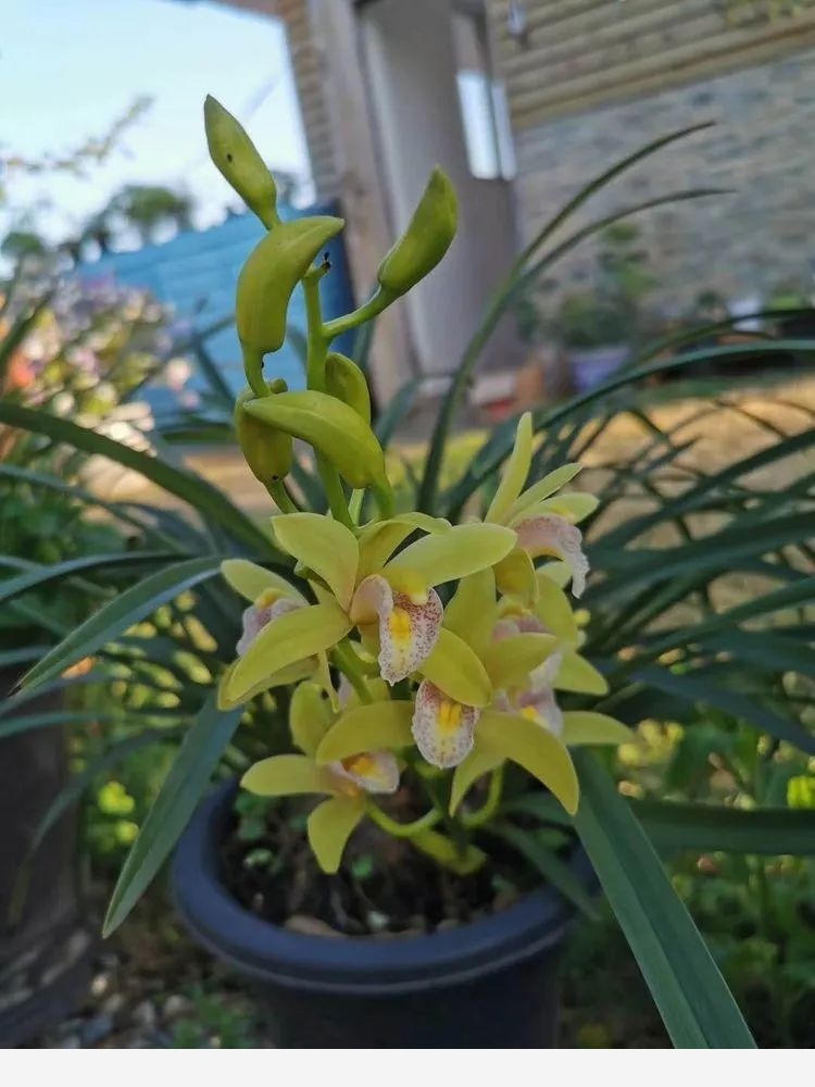 芳草園