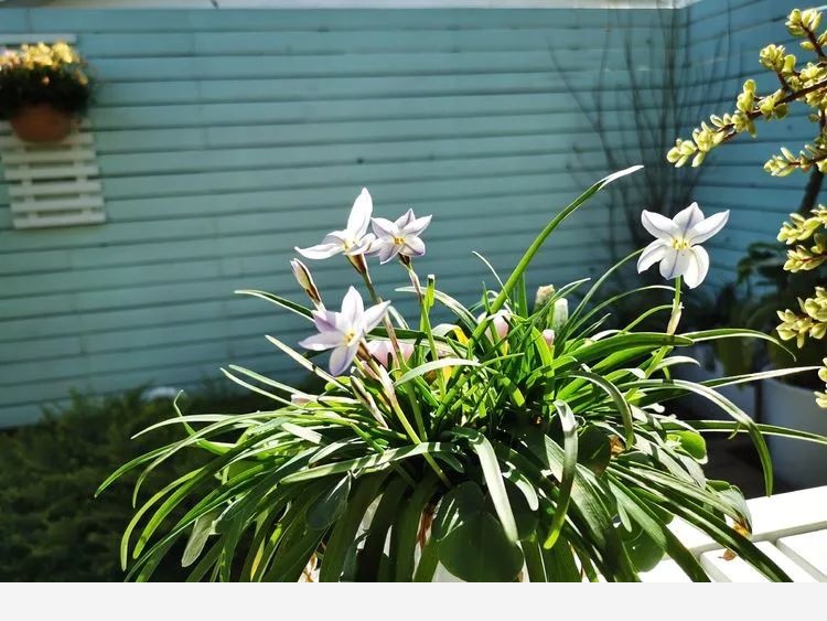 芳草園