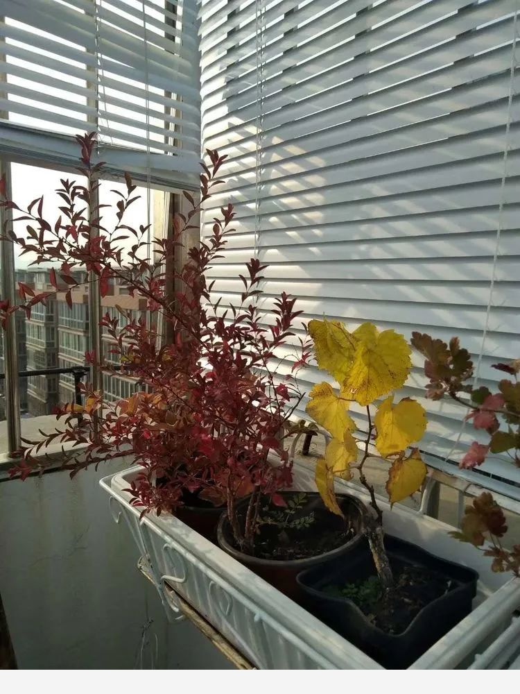 我在北京改造了第一座露台花園