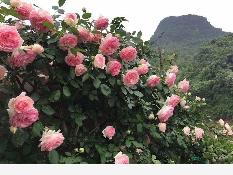 Miss lee瑤瑤&臨湖花園