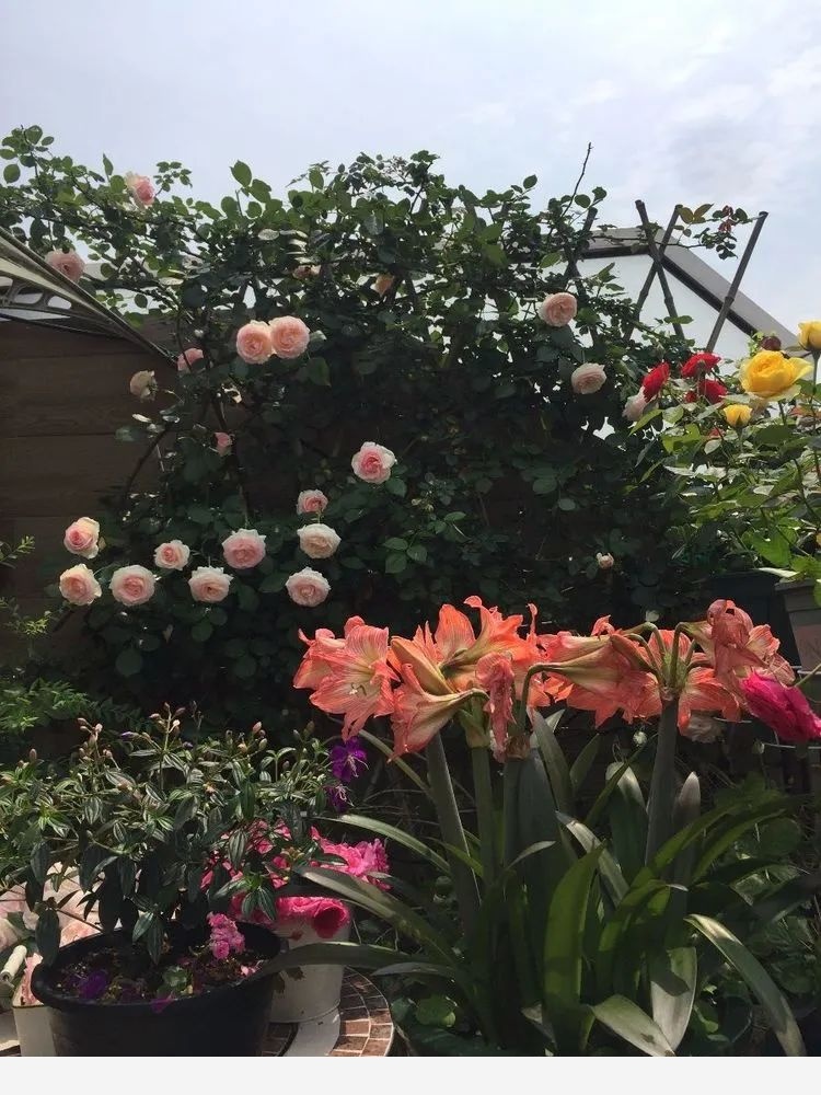 Miss lee瑤瑤&臨湖花園