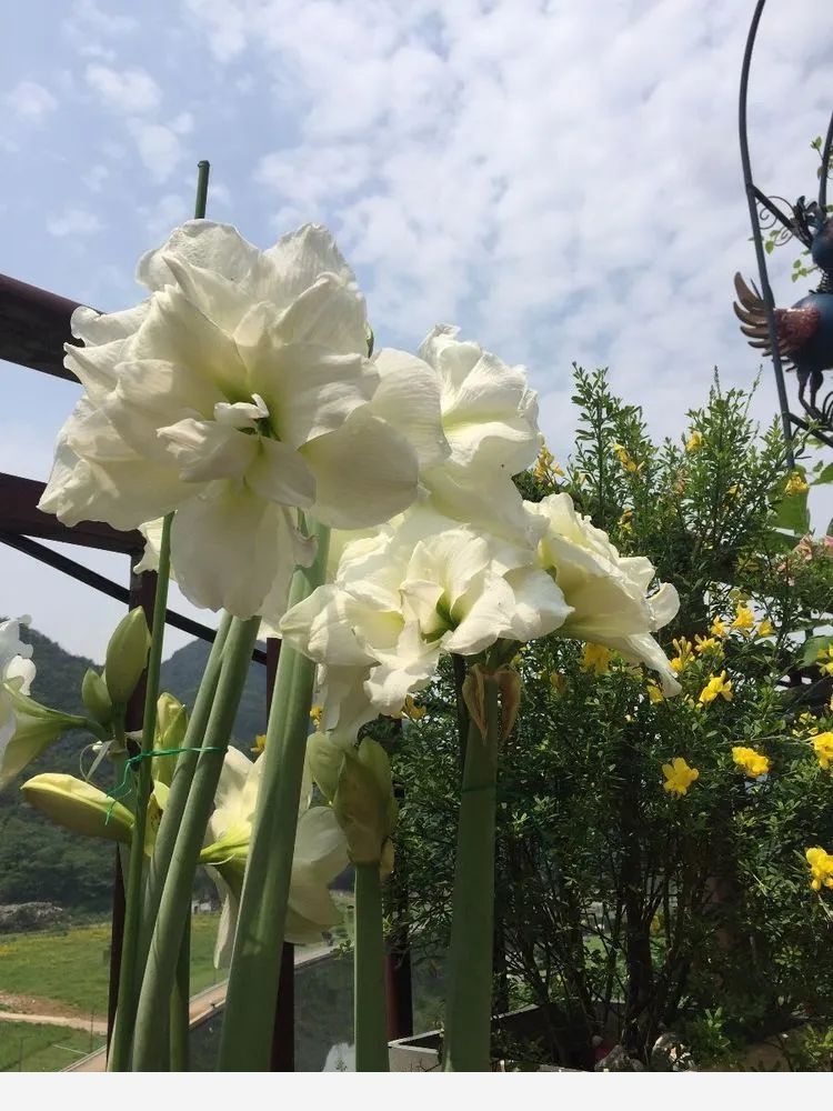 Miss lee瑤瑤&臨湖花園