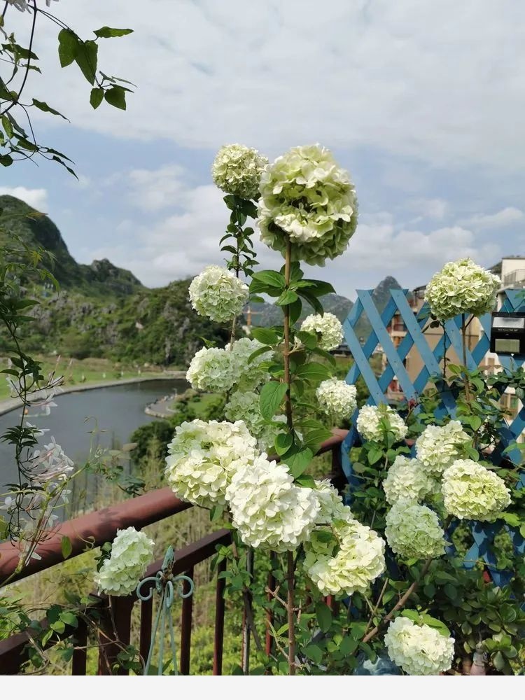 Miss lee瑤瑤&臨湖花園