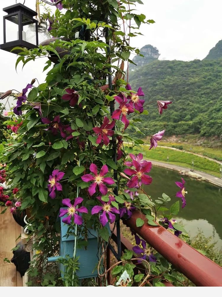 Miss lee瑤瑤&臨湖花園