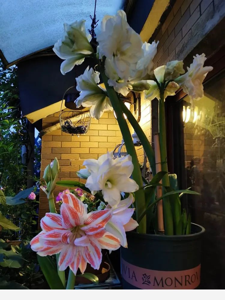 Miss lee瑤瑤&臨湖花園