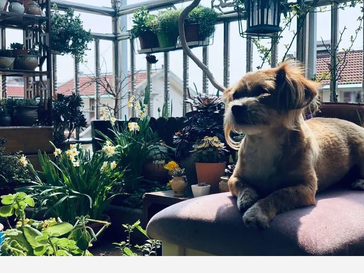 甄妮的花園