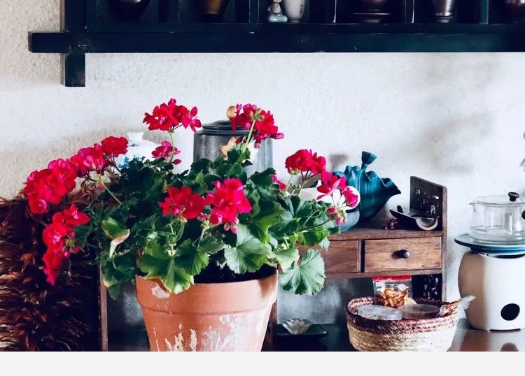 甄妮的花園