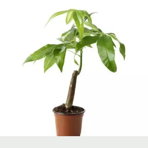 發財樹日常養護的禁忌和防止爛根、黃葉的幾個小技巧