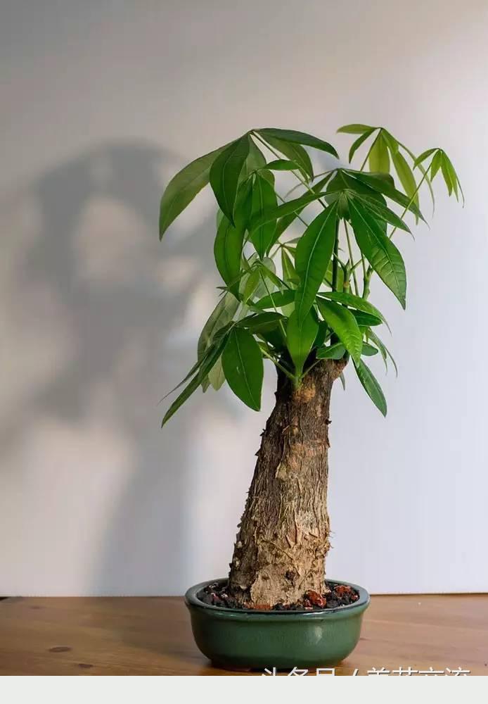 發財樹日常養護的禁忌和防止爛根、黃葉的幾個小技巧