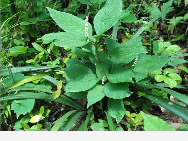 種植金粟蘭需要注意什麼？-長江三農的回答