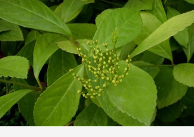 種植金粟蘭需要注意什麼？-有點意思的事兒的回答