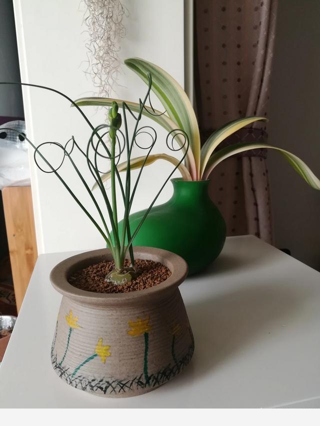如何養花，才能將花養的越來越好？-渺渺悠然的回答