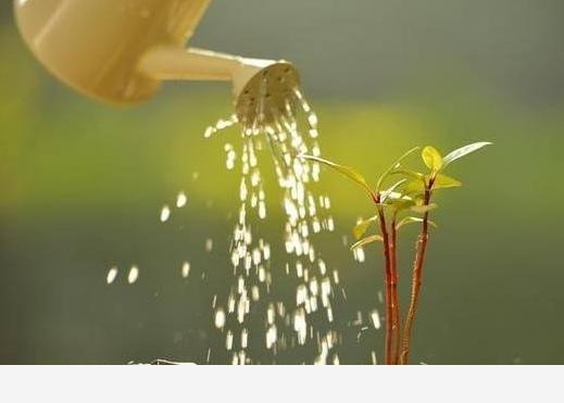 養花容易嗎？-多肉植物集聚地的回答